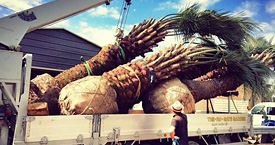 信頼と実績で3代続く植木屋です 信頼と実績で3代続く植木屋です