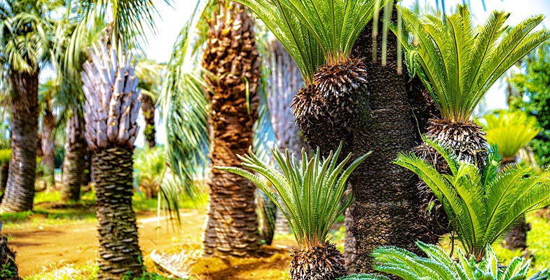 ご来店していただき、ご⾃⾝の⽬で⾒て、納得の出来る⽊を購⼊していただく事をお勧めします。 ご来店していただき、ご⾃⾝の⽬で⾒て、納得の出来る⽊を購⼊していただく事をお勧めします。