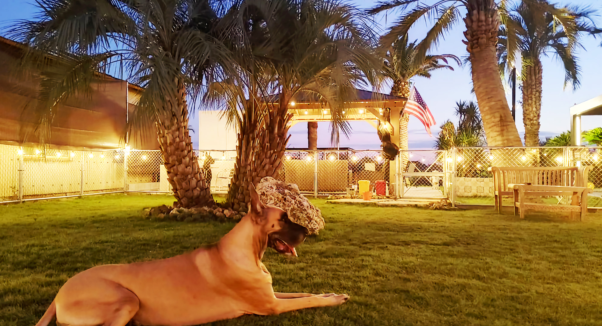 ヤシ販売のザルゲート。埼玉県深谷市でヤシ・ソテツ・ドラセナ等でリゾートを思わせる庭をご提案致します。 ヤシ販売のザルゲート。埼玉県深谷市でヤシ・ソテツ・ドラセナ等でリゾートを思わせる庭をご提案致します。